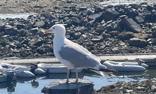 Aug 24 – Bar Harbor to Bangor Maine