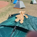 A stuffed animal on a tent

Description automatically generated with medium confidence